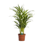 Dypsis lutescens (goudpalm) – Ø17 cm, 65 cm hoog