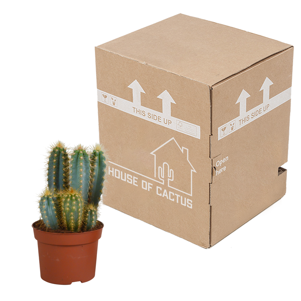 Pilosocereus azureus (Cactaceae) – Ø12 cm, 12 cm hoog – foto 4