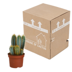 Pilosocereus azureus (Cactaceae) – Ø12 cm, 12 cm hoog