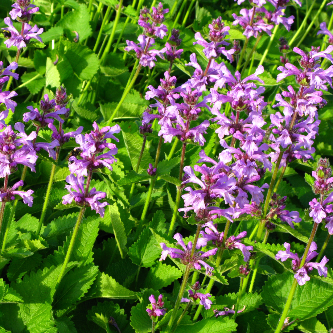 Stachys monnieri 'Hummelo' (Eselsohr) – 24 Pflanzen, Ø9 cm, 10–25 cm hoch – Bild 8