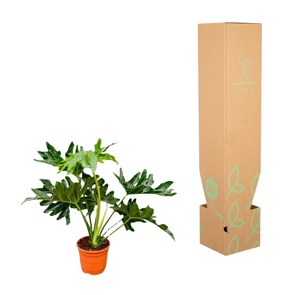 Philodendron selloum – Ø19 cm, 60 cm hög – bild 3