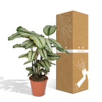 Calathea Whitestar – Ø19 cm, 50 cm hög
