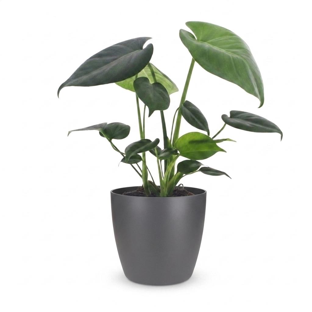 Monstera deliciosa (gatenplant) in Potter-sierpot grijs – Ø12 cm, 30 cm hoog – foto 2