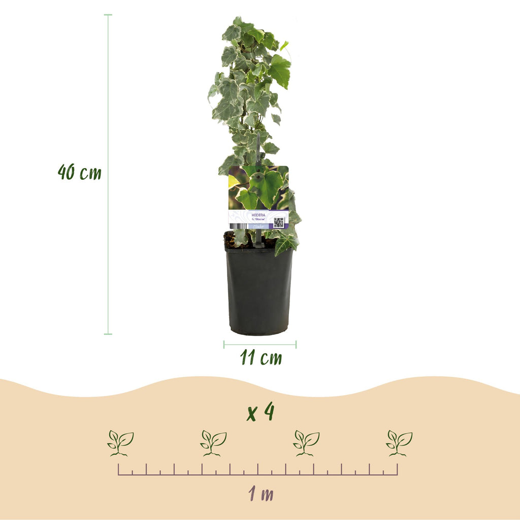 Hedera helix 'Glacier' (bladbont) – 2 planter, Ø11 cm, 40 cm høje – billede 3