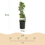 Hedera helix 'Glacier' (bladbont) – 2 planter, Ø11 cm, 40 cm høje