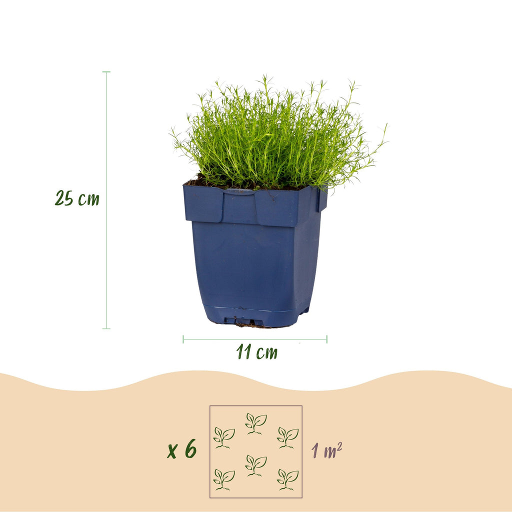 Sagina subulata (sagina rampante) – blanc – 6 plantes, Ø11 cm, 15–25 cm de haut – photo 3