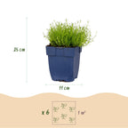 Sagina subulata (sagina rampante) – blanc – 6 plantes, Ø11 cm, 15–25 cm de haut