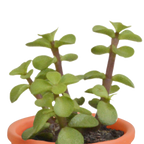 15× Mélange de cactus et plantes grasses (Cactaceae) – Ø6 cm, 13 cm de haut