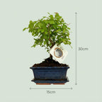 2× Plantenmix – 25–30 cm hoog
