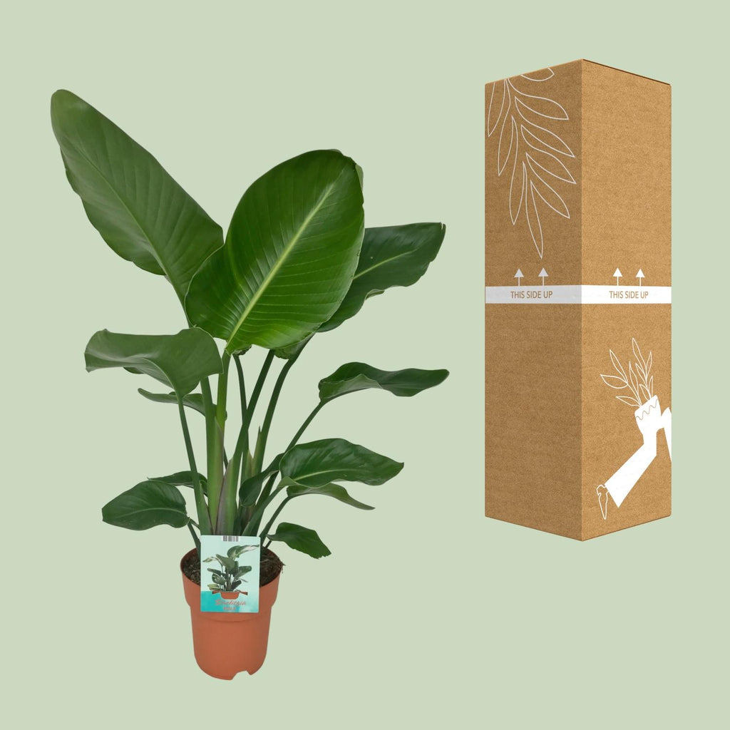Strelitzia nicolai (hvid paradisfugleblomst) – Ø19 cm, 90 cm høj – paradisfugleplante