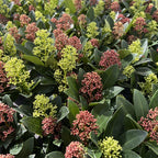Skimmia japonica 'Duo' – blanc-rouge – 2 plantes, Ø11 cm, 25 cm de haut