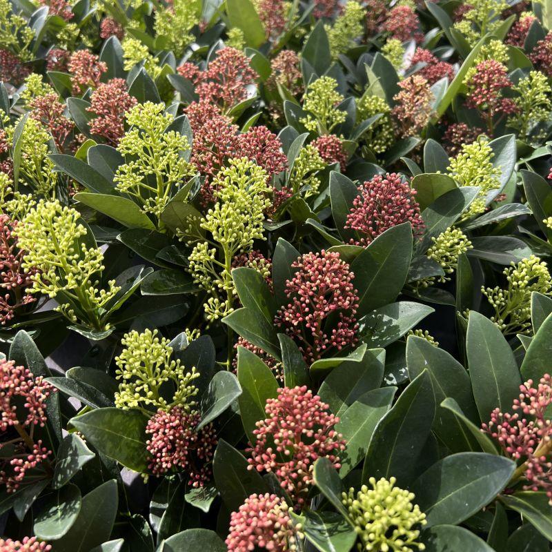 Skimmia japonica 'Duo' – blanc-rouge – 2 plantes, Ø11 cm, 25 cm de haut – photo 5