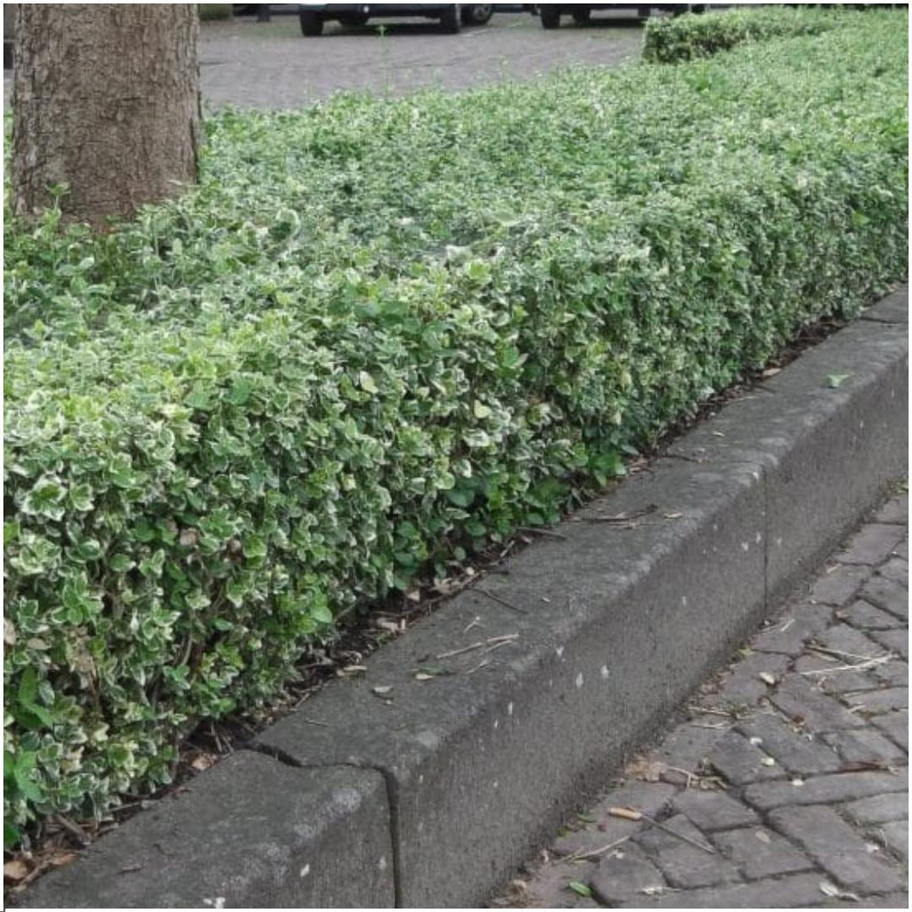 Euonymus fortunei 'Emerald Gaiety' (wintercreeper) – 6 plants, 250 cm high