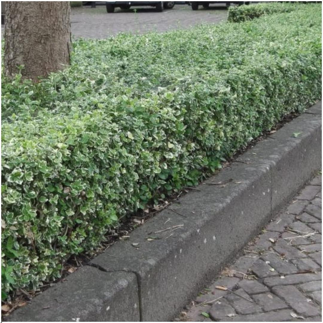 Euonymus fortunei 'Emerald Gaiety' (wintercreeper) – 6 plants, 250 cm high