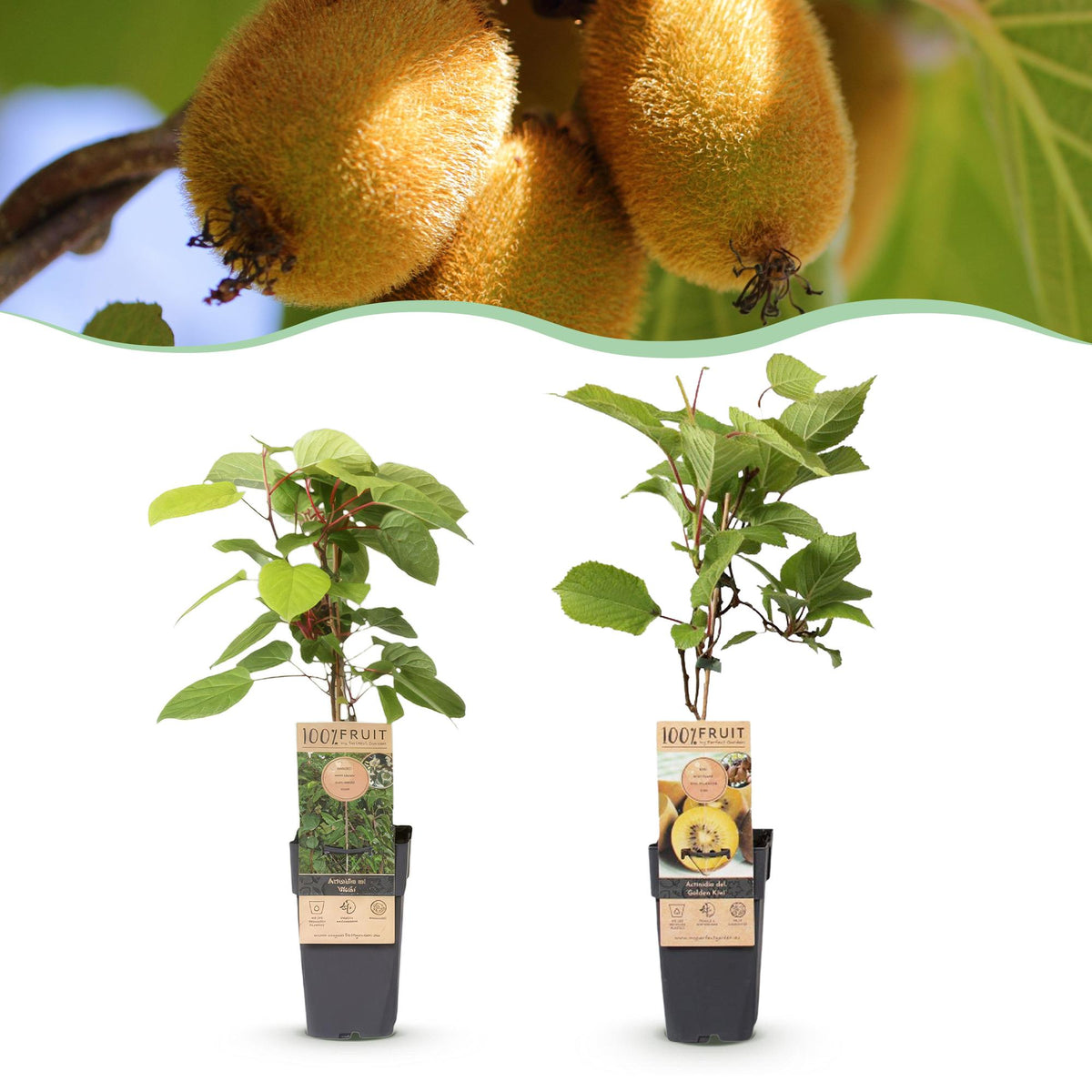 Actinidia 'Weiki & Golden Kiwi' (kiwiplant) (1 mannelijke + 1 vrouwelijke) – geel – 2 planten, Ø15 cm, 50 cm hoog