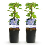 Clematis 'Blue Angel' (clematis) – blue – 2 plants, Ø11 cm, 40 cm high