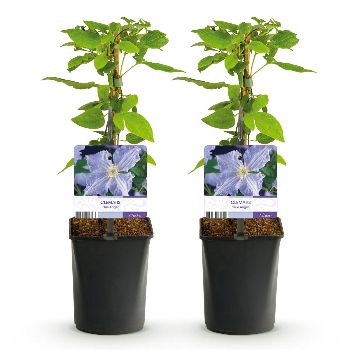 Clematis 'Blue Angel' (bosrank) – blauw – 2 planten, Ø11 cm, 40 cm hoog