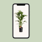 Howea forsteriana (kentia-palme) – Ø24 cm, 120 cm høj