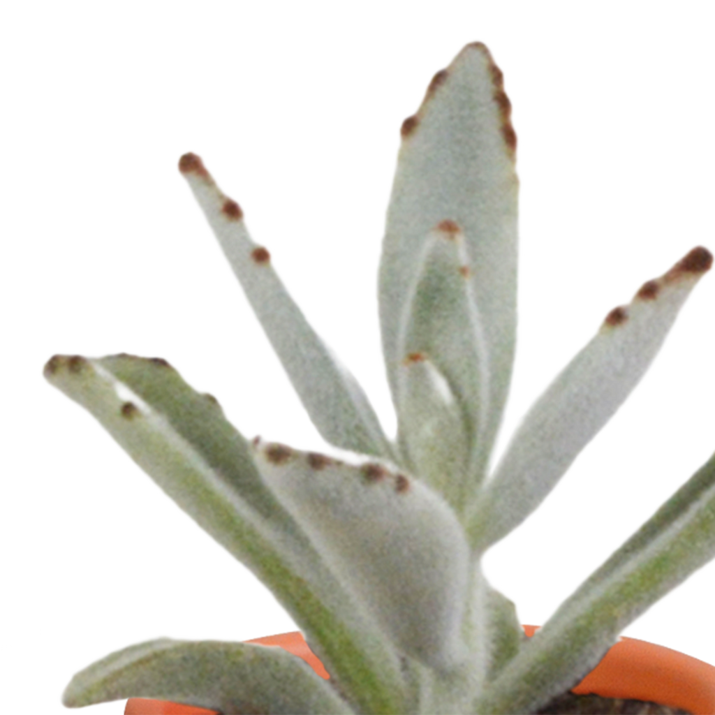 15× Mélange de cactus et plantes grasses (Cactaceae) – Ø6 cm, 13 cm de haut – photo 4