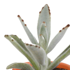 15× Mélange de cactus et plantes grasses (Cactaceae) – Ø6 cm, 13 cm de haut