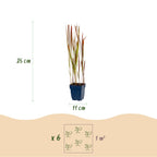 Imperata cylindrica 'Red Baron' (herbe sanglante du Japon) – rouge – 6 plants, Ø11 cm, 15–25 cm de haut