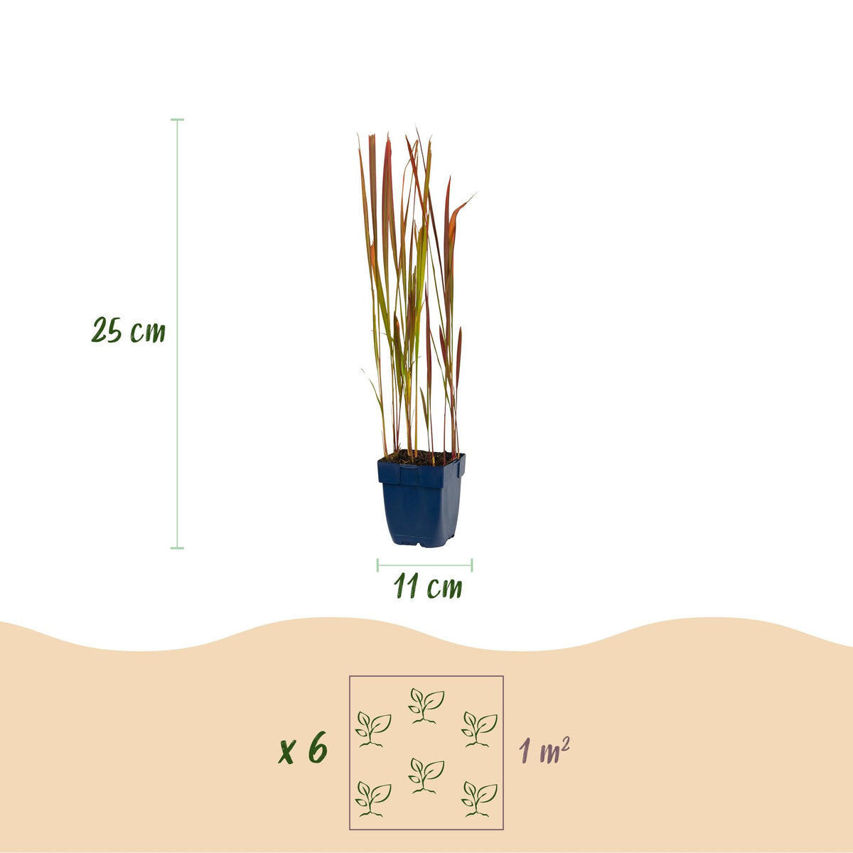 Imperata cylindrica 'Red Baron' (herbe sanglante du Japon) – rouge – 6 plants, Ø11 cm, 15–25 cm de haut – photo 3