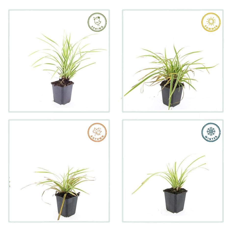 Carex morrowii 'Aureovariegata' (Segge) – 48 Pflanzen, Ø9 cm, 10–25 cm hoch – Bild 4