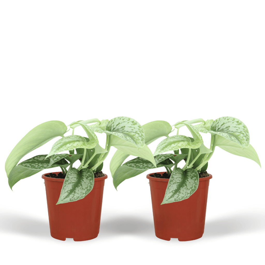 2× Scindapsus pictus Trebie (Epipremnum) – Ø12 cm, 15 cm hoog