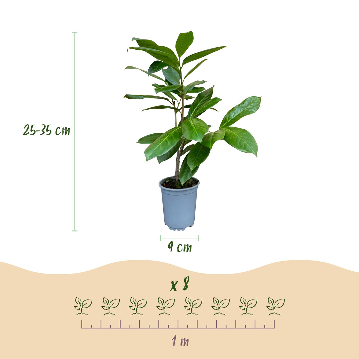 Prunus laurocerasus 'Rotundifolia' (laurier-cerise) – 16 plants, Ø9 cm, 25–35 cm de haut – photo 4