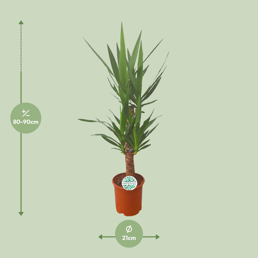 Yucca – Ø21 cm, 90 cm høj