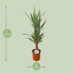 Yucca – Ø21 cm, 90 cm høj