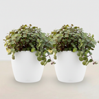 2× Callisia repens dans pot de décoration blanc – Ø12 cm, 17–20 cm de haut