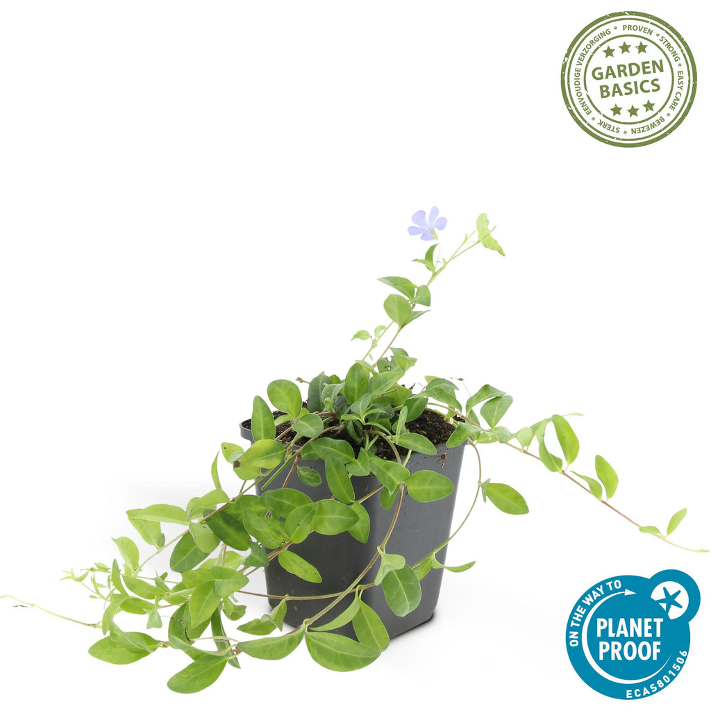 Vinca minor 'La Grave' (bigleaf periwinkle) – 6 plants, Ø9 cm, 10–25 cm high – photo 3