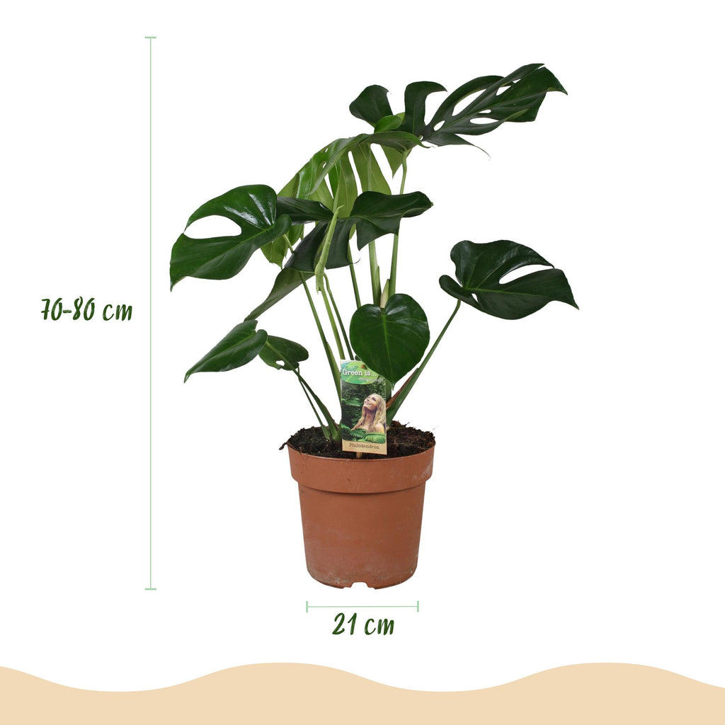 Monstera deliciosa (Fensterblatt) im weißen Potter-Übertopf – Ø 21 cm, 70–80 cm hoch – Bild 3