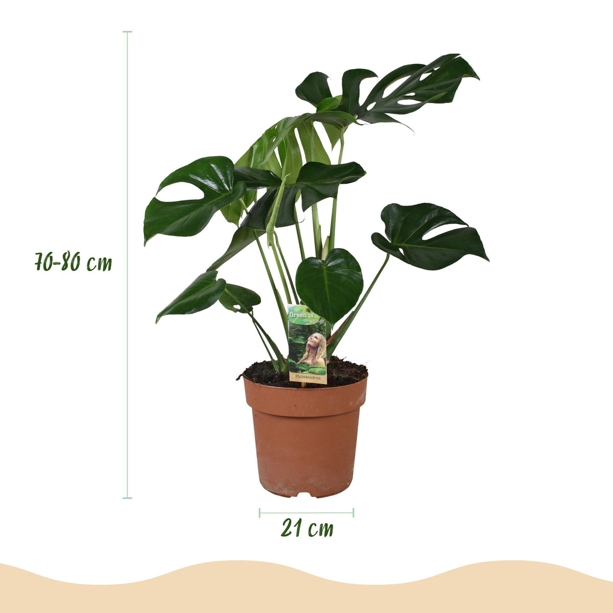 Monstera deliciosa (Fensterblatt) im weißen Potter-Übertopf – Ø 21 cm, 70–80 cm hoch – Bild 3