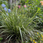 Carex morrowii 'Ice Dance' (sedge) – 4 plants, Ø17 cm, 50 cm high