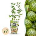 Ribes uva-crispa 'Hinnonmaki Grun' (gooseberry) – 3 plants, Ø9 cm, 35 cm high