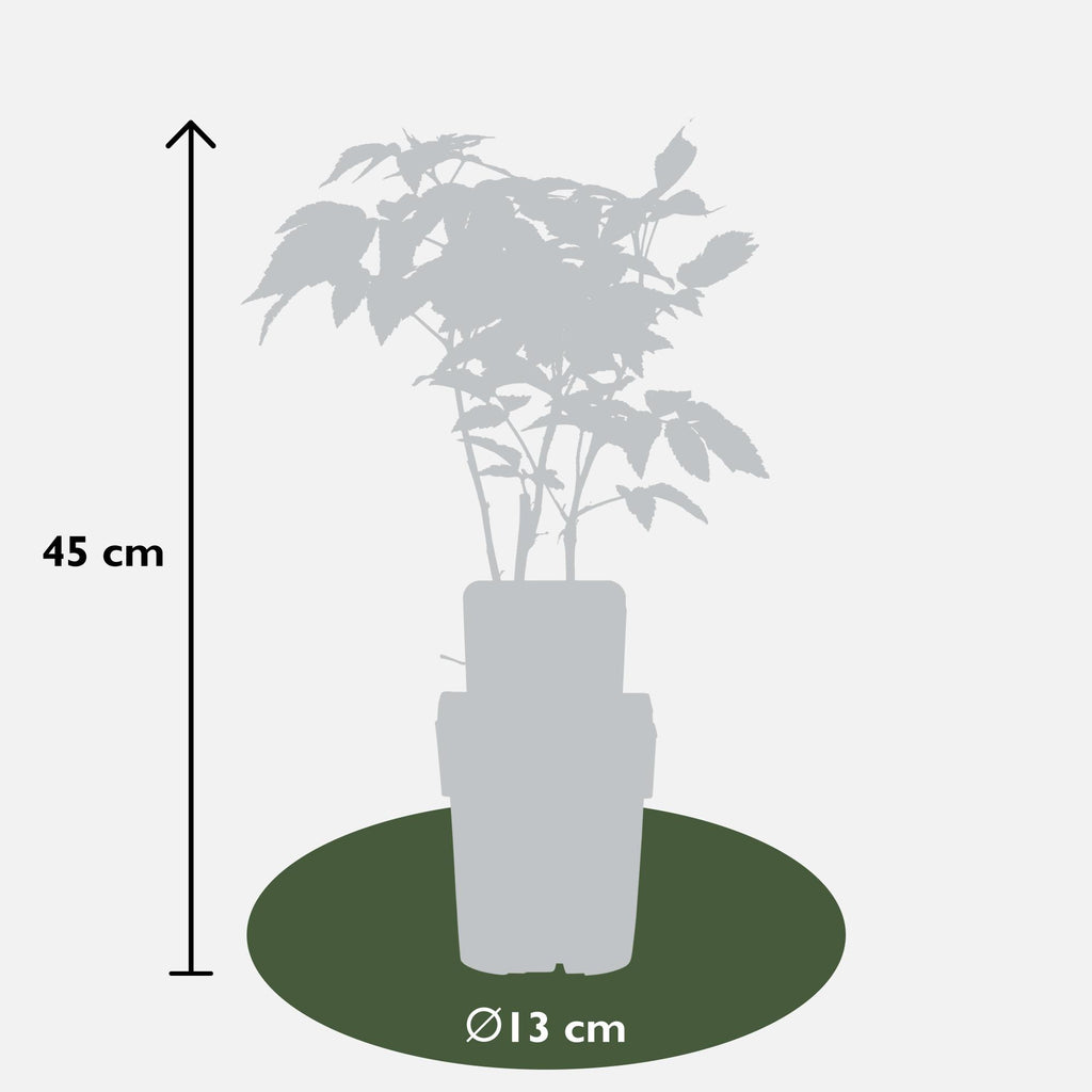 Rubus idaeus 'Malling Promise' (framboos) – Ø13 cm, 45 cm hoog