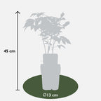 Rubus idaeus 'Malling Promise' (framboos) – Ø13 cm, 45 cm hoog