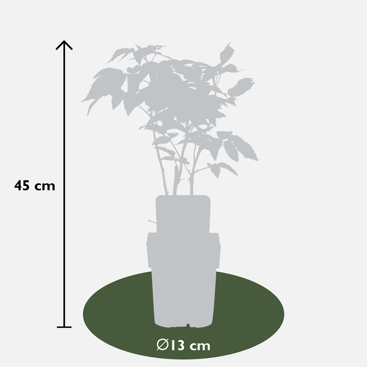 Rubus idaeus 'Malling Promise' (framboos) – Ø13 cm, 45 cm hoog