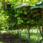 Actinidia deliciosa 'Jenny' (kiwi plant) – 2 plants, Ø15 cm, 50 cm high
