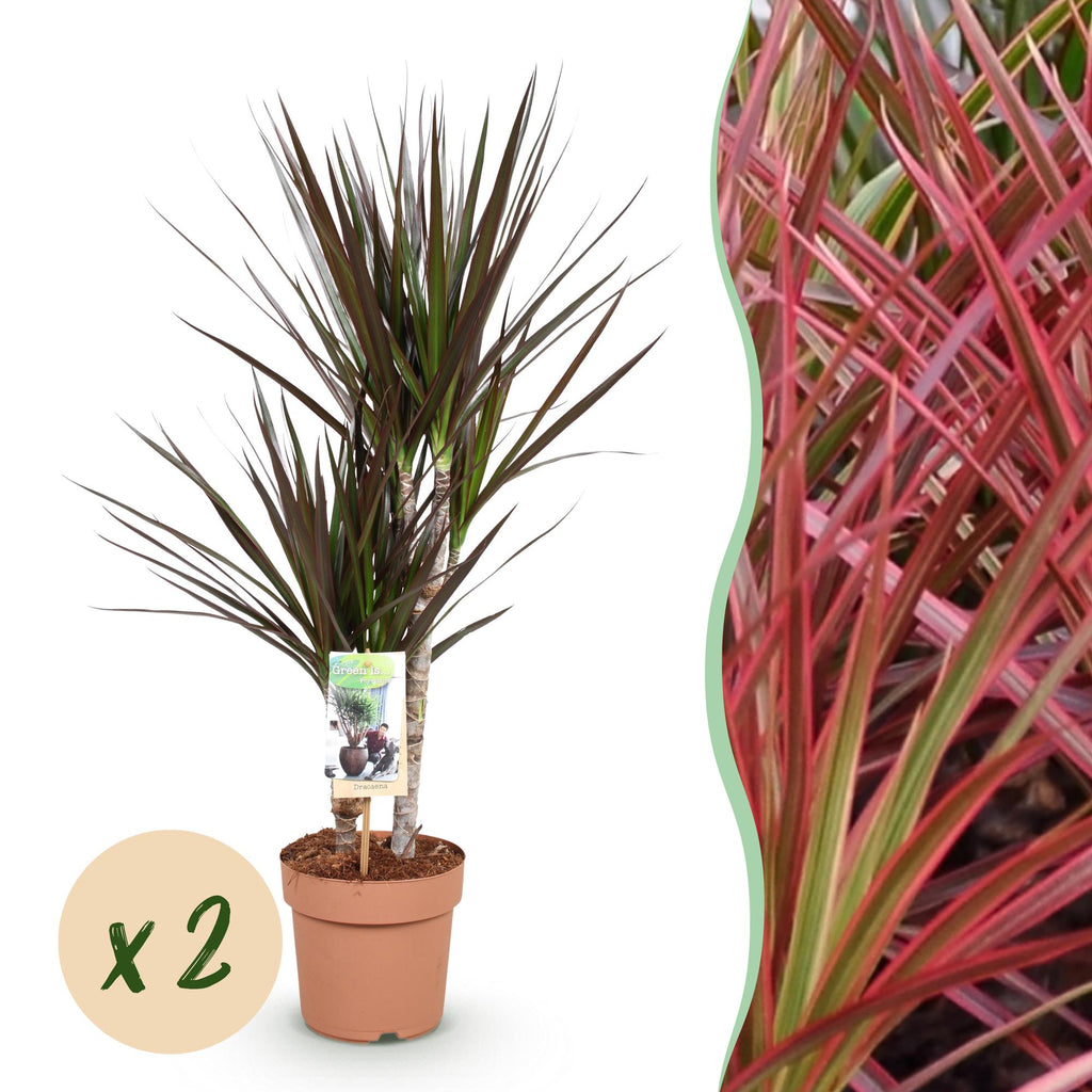 2× Dracaena Magenta (drakenboom) – Ø17 cm, 70–80 cm hoog