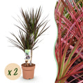 2× Dracaena Magenta (drakenboom) – Ø17 cm, 70–80 cm hoog