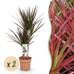 2× Dracaena Magenta (drakenboom) – Ø17 cm, 70–80 cm hoog