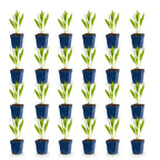 Echinacea paradoxa (solhat) – gul – 24 planter, Ø11 cm, 15–25 cm høj