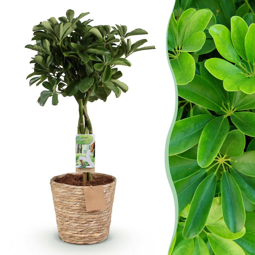 Schefflera Nora (fingerbølme) med kurv – Ø21 cm, 70–82 cm høj