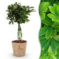 Schefflera Nora (fingerbølme) med kurv – Ø21 cm, 70–82 cm høj