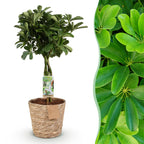 Schefflera Nora (fingerbølme) med kurv – Ø21 cm, 70–82 cm høj