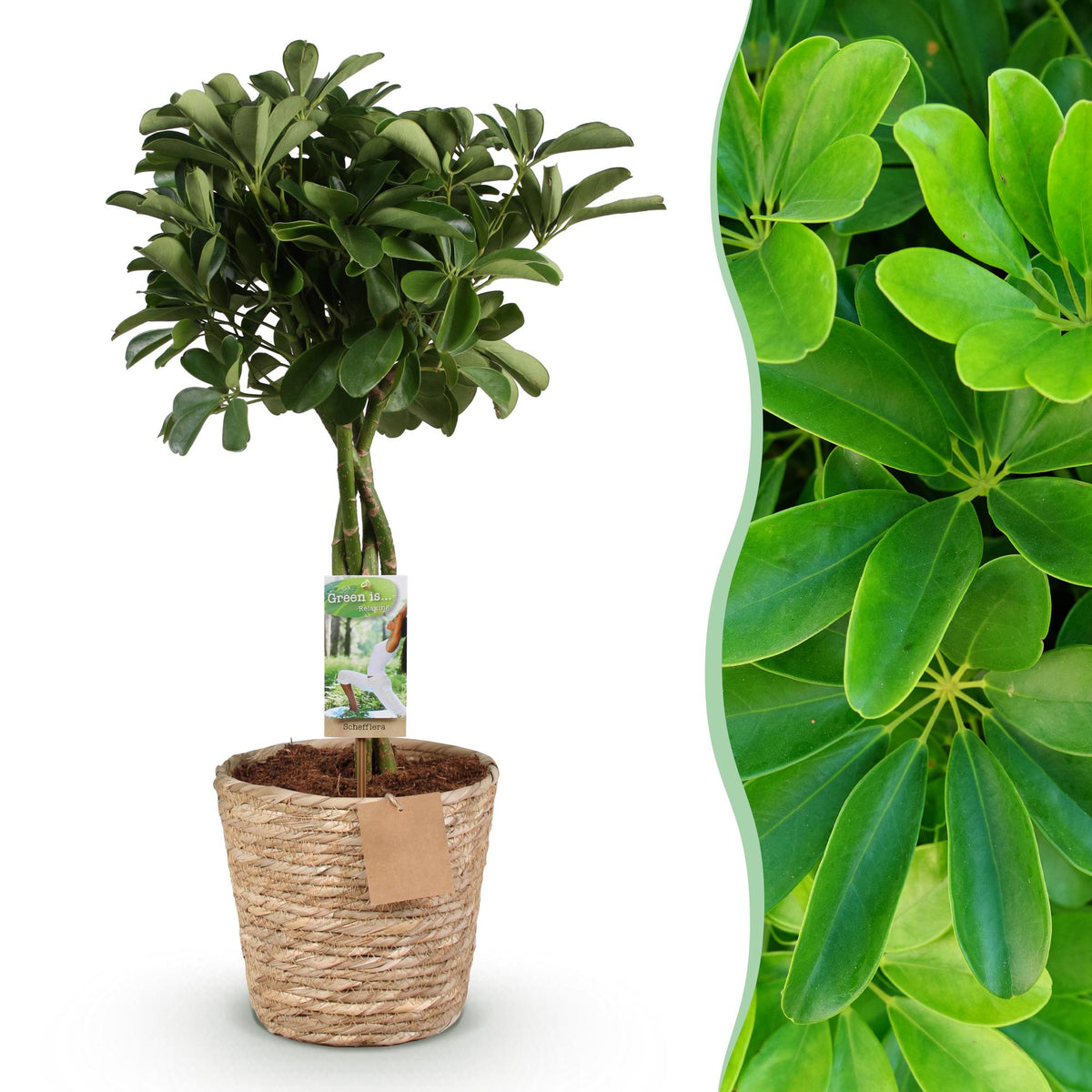 Schefflera Nora (vingersboom) met mand – Ø21 cm, 70–82 cm hoog
