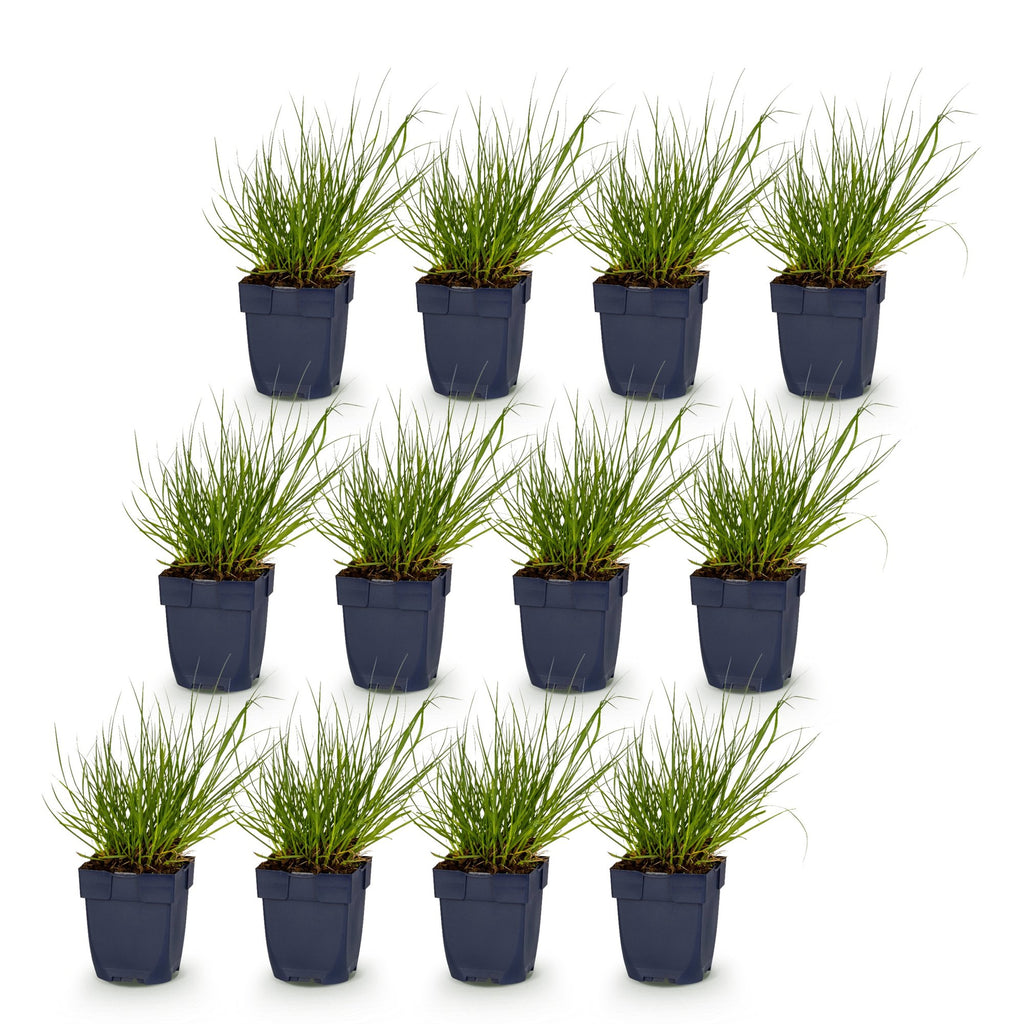 Panicum virg. 'Northwind' (prairiegraan) – 12 planten, Ø11 cm, 15–25 cm hoog – foto 2